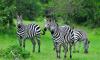 SAFARI TO LAKE MBURO NATIONAL PARK